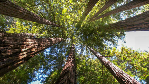 How Our Tree Care Process Works  in  Greencastle, PA